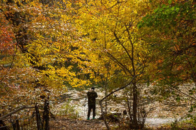 Colorful leaves around NYC, during peak fall foliage 2021